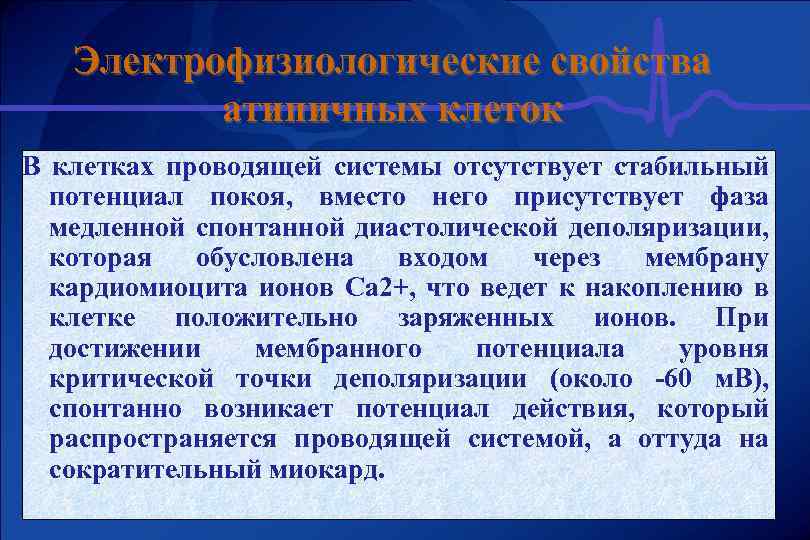 Электрофизиологические свойства атипичных клеток В клетках проводящей системы отсутствует стабильный потенциал покоя, вместо него