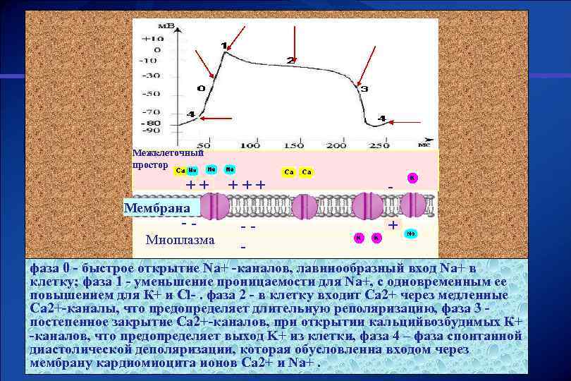 Межклеточный простор ++ +++ - -- + Мембрана -- Миоплазма фаза 0 - быстрое