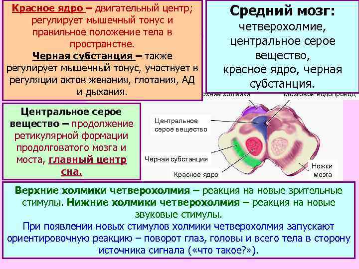 Красное ядро – двигательный центр; Средний мозг: регулирует мышечный тонус и четверохолмие, правильное положение