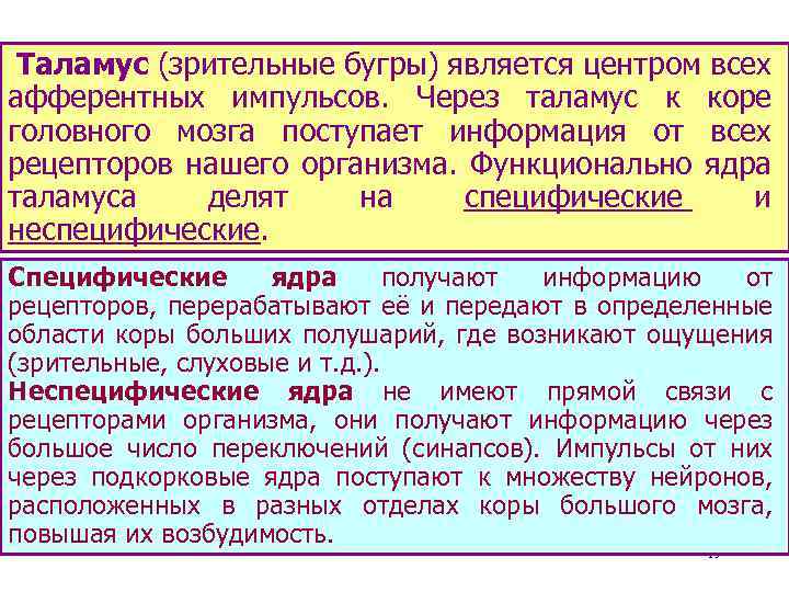 Таламус (зрительные бугры) является центром всех афферентных импульсов. Через таламус к коре головного мозга