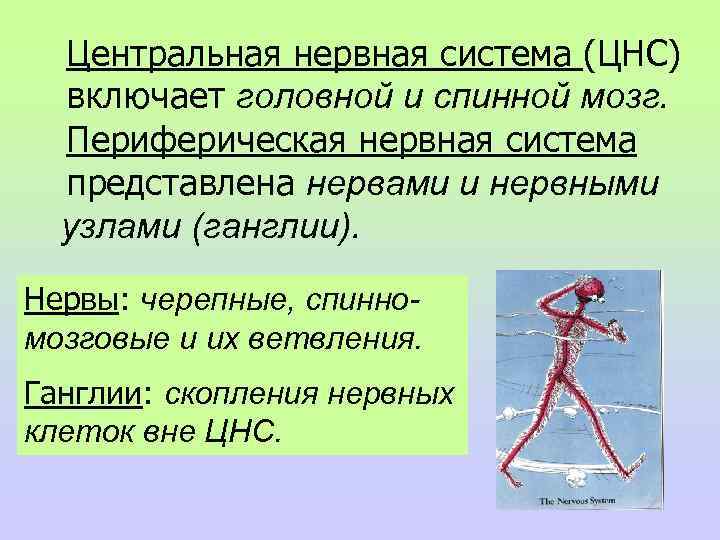 Центральная нервная система (ЦНС) включает головной и спинной мозг. Периферическая нервная система представлена нервами