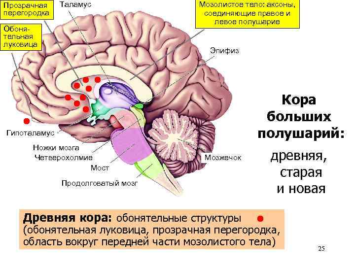 Прозрачная перегородка Таламус Обонятельная луковица Мозолистое тело: аксоны, соединяющие правое и левое полушарие Эпифиз