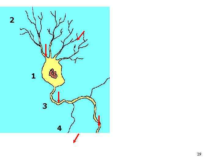 1 – сома (тело) нейрона: размер 5 -100 мкм, разнообразие форм (пирамидная, звездчатая, грушевидная