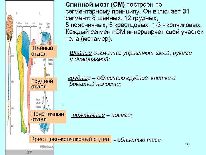Спинной мозг (СМ) построен по сегментарному принципу. Он включает 31 сегмент: 8 шейных, 12