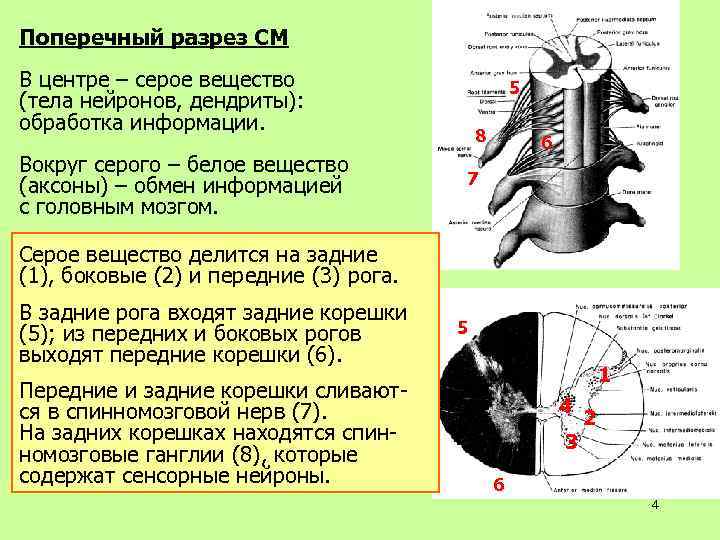 Поперечный разрез СМ В центре – серое вещество (тела нейронов, дендриты): обработка информации. Вокруг