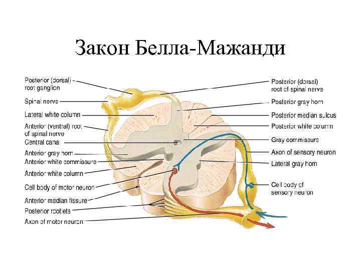 Закон Белла-Мажанди 