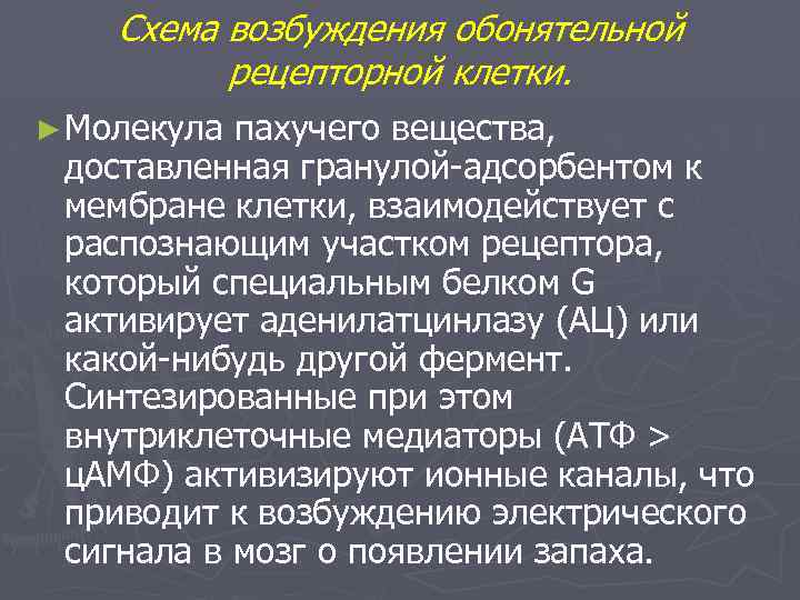 Схема возбуждения обонятельной рецепторной клетки. ► Молекула пахучего вещества, доставленная гранулой-адсорбентом к мембране клетки,