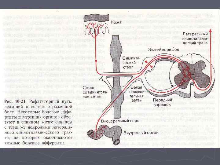 Блок схема вестибулярной сенсорной системы