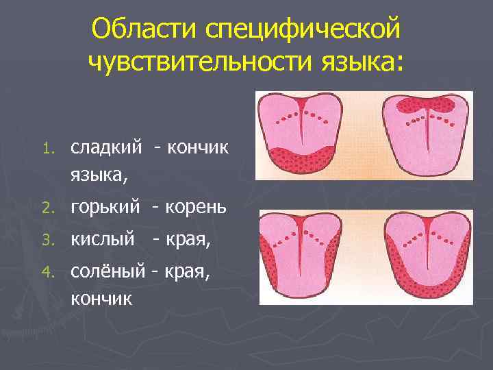 Области специфической чувствительности языка: 1. сладкий - кончик языка, 2. горький - корень 3.