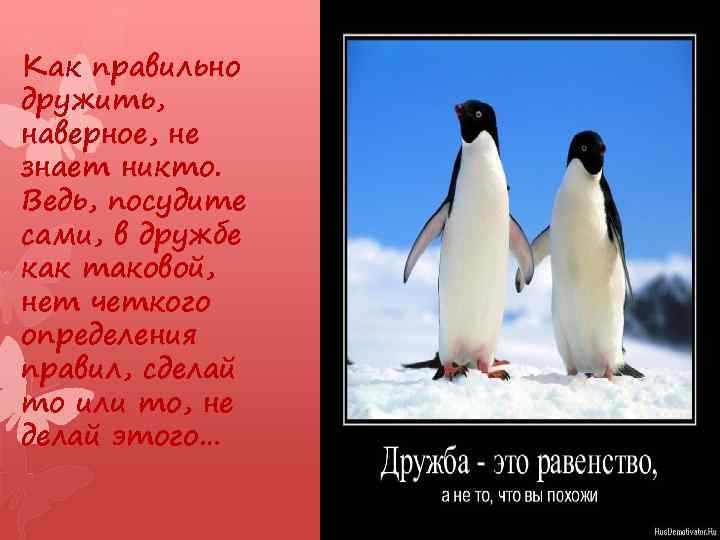Как правильно дружить, наверное, не знает никто. Ведь, посудите сами, в дружбе как таковой,