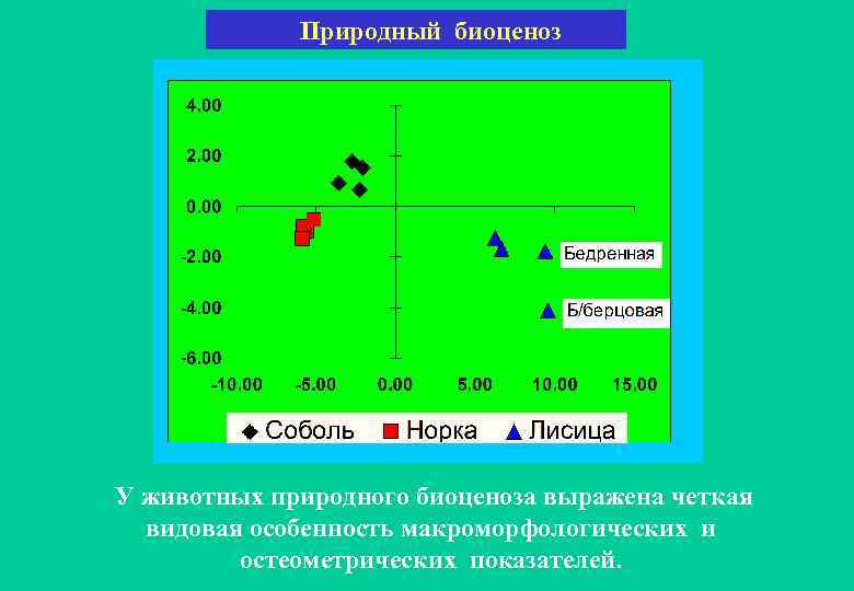  Природный биоценоз У животных природного биоценоза выражена четкая видовая особенность макроморфологических и остеометрических