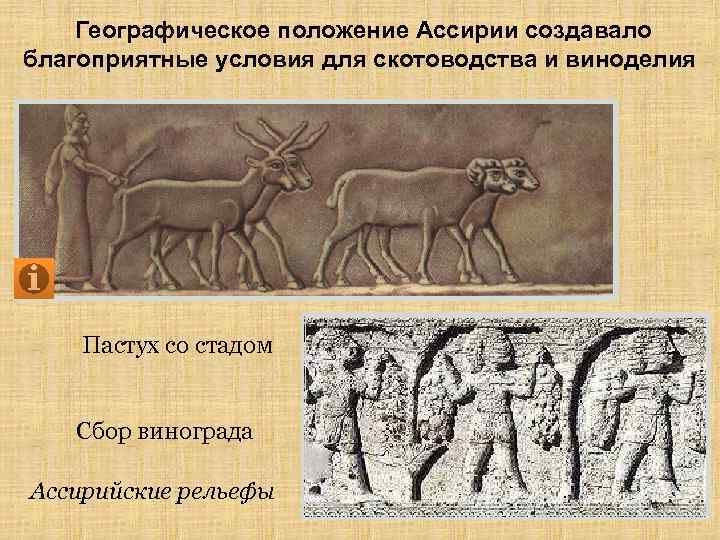 Географическое положение Ассирии создавало благоприятные условия для скотоводства и виноделия Пастух со стадом Сбор