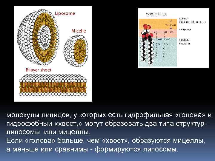 молекулы липидов, у которых есть гидрофильная «голова» и гидрофобный «хвост, » могут образовать два