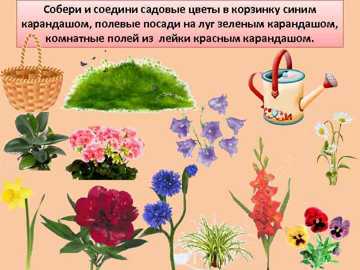Собери и соедини садовые цветы в корзинку синим карандашом, полевые посади на луг зеленым