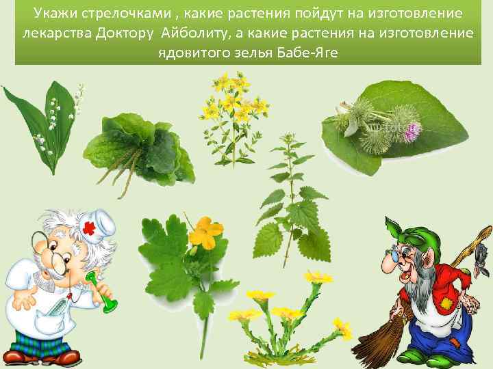 Укажи стрелочками , какие растения пойдут на изготовление лекарства Доктору Айболиту, а какие растения