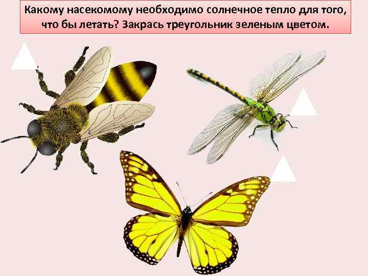 Какому насекомому необходимо солнечное тепло для того, что бы летать? Закрась треугольник зеленым цветом.
