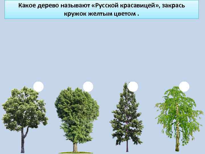 Какое дерево называют «Русской красавицей» , закрась кружок желтым цветом. 
