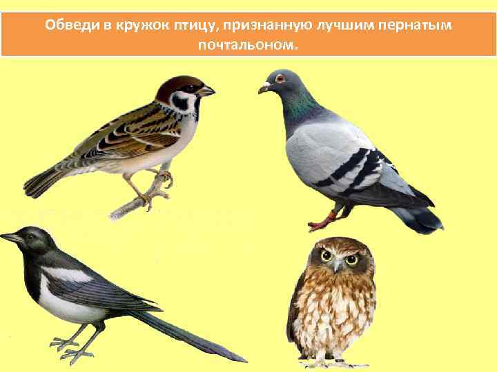 Обведи в кружок птицу, признанную лучшим пернатым почтальоном. 