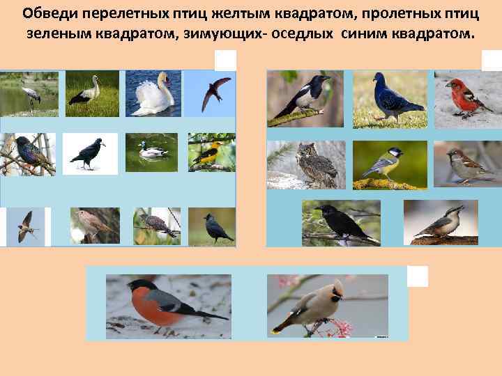 Обведи перелетных птиц желтым квадратом, пролетных птиц зеленым квадратом, зимующих- оседлых синим квадратом. 
