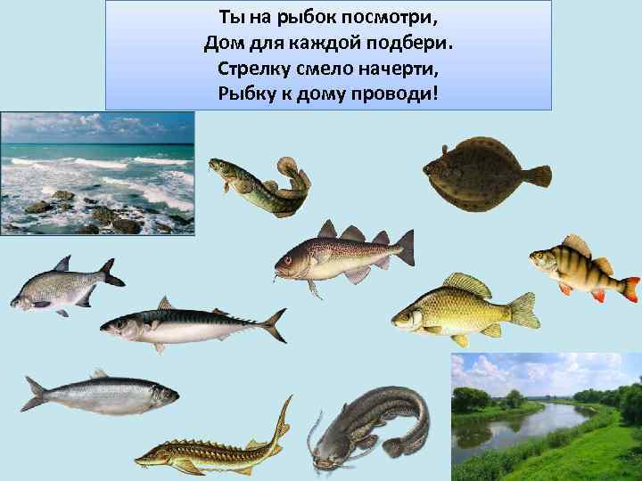 Ты на рыбок посмотри, Дом для каждой подбери. Стрелку смело начерти, Рыбку к дому
