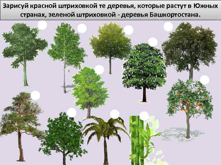 Зарисуй красной штриховкой те деревья, которые растут в Южных странах, зеленой штриховкой - деревья