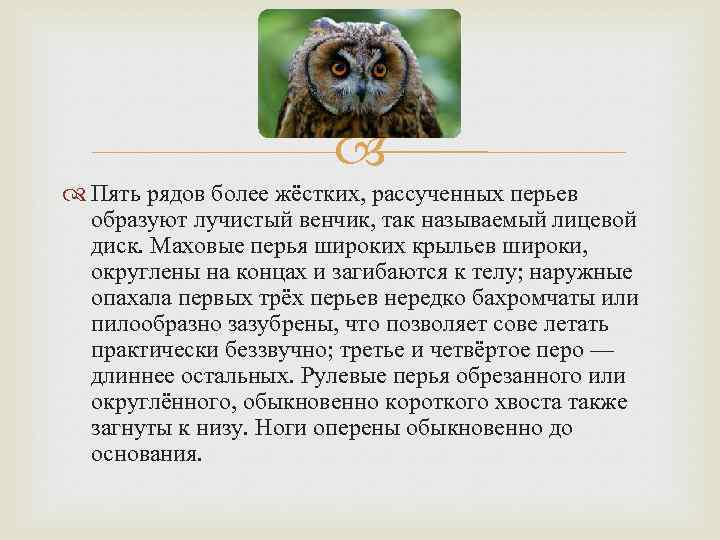  Пять рядов более жёстких, рассученных перьев образуют лучистый венчик, так называемый лицевой диск.