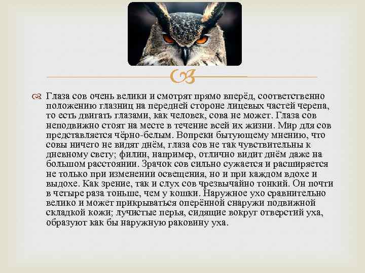  Глаза сов очень велики и смотрят прямо вперёд, соответственно положению глазниц на передней