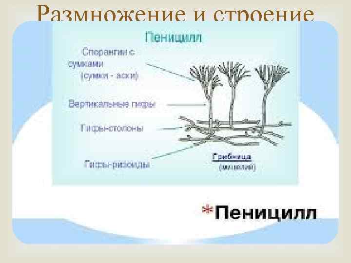 Размножение и строение пеницилла Естественной средой обитания пеницилла является почва. Пеницилл часто можно увидеть