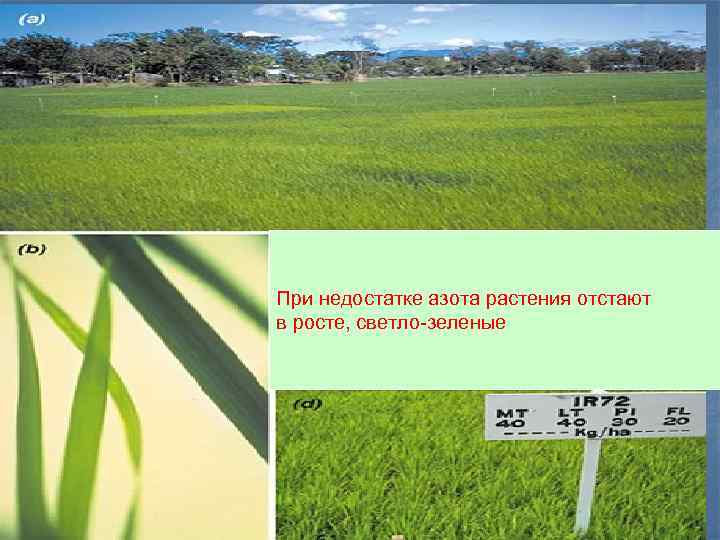При недостатке азота растения отстают в росте, светло-зеленые 