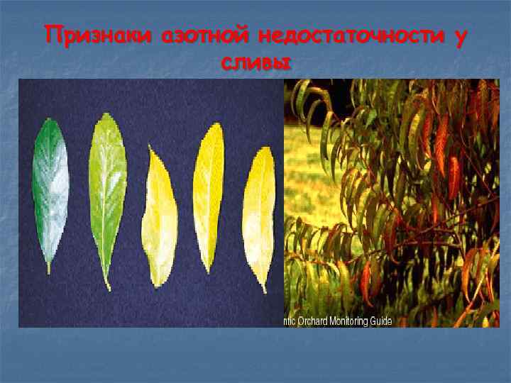 Признаки азотной недостаточности у сливы 