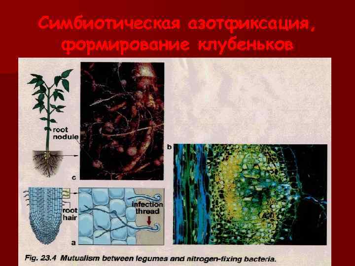 Симбиотическая азотфиксация, формирование клубеньков 