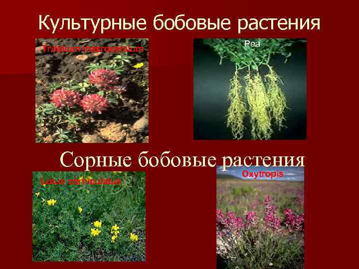 Культурные бобовые растения Trifolium macrocefalum Pea Сорные бобовые растения Oxytropis Lotus corniculatus 