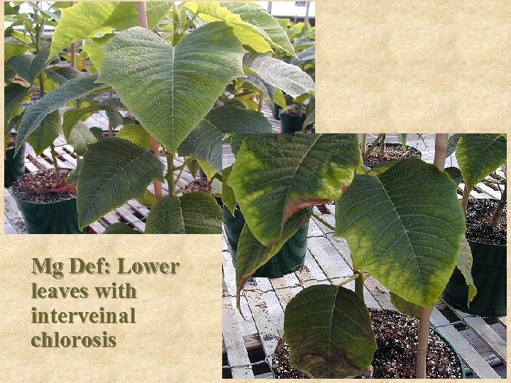 Mg Def: Lower leaves with interveinal chlorosis 