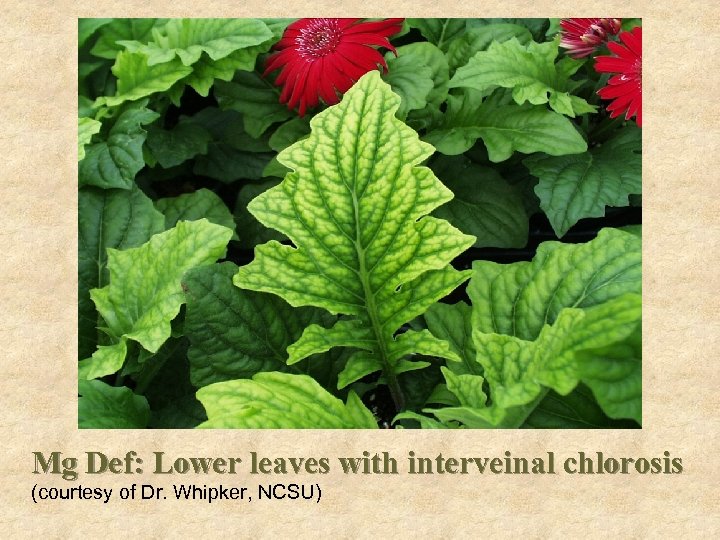 Problems Mg Def: Lower leaves with interveinal chlorosis (courtesy of Dr. Whipker, NCSU) 