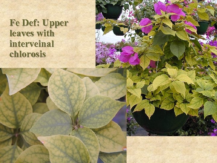 Fe Def: Upper leaves with interveinal chlorosis 