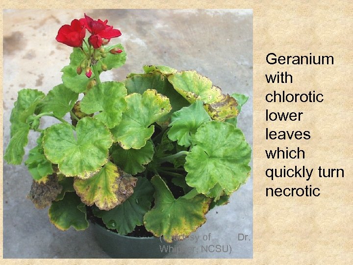 Geranium with chlorotic lower leaves which quickly turn necrotic (courtesy of Dr. Whipker, NCSU)
