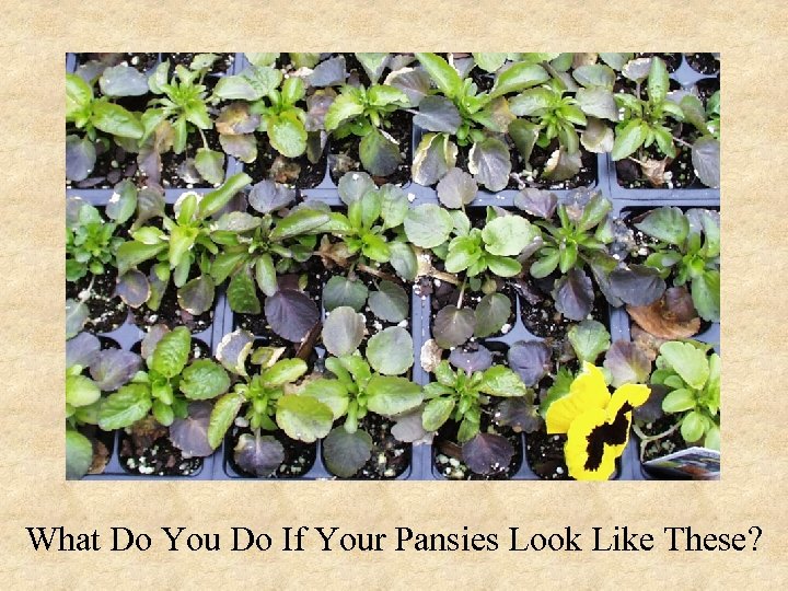 What Do You Do If Your Pansies Look Like These? 