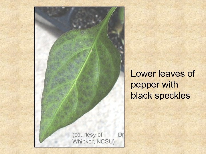 Lower leaves of pepper with black speckles (courtesy of Dr. Whipker, NCSU) 