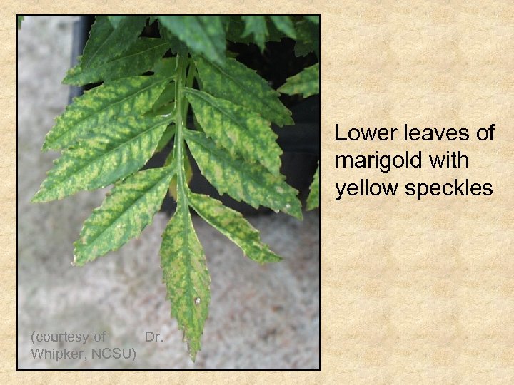 Lower leaves of marigold with yellow speckles (courtesy of Dr. Whipker, NCSU) 