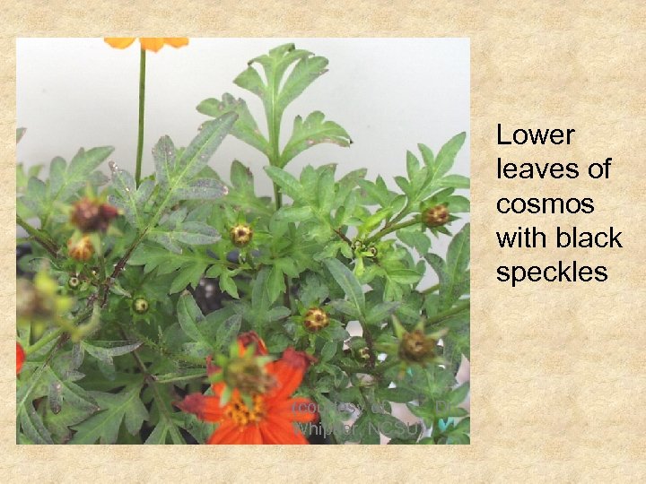 Lower leaves of cosmos with black speckles (courtesy of Dr. Whipker, NCSU) 