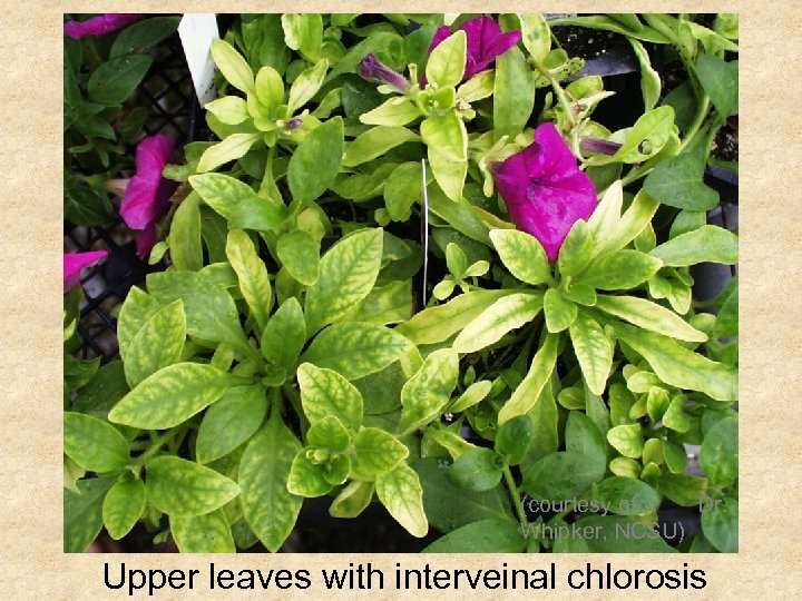 (courtesy of Dr. Whipker, NCSU) Upper leaves with interveinal chlorosis 