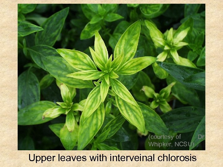 (courtesy of Dr. Whipker, NCSU) Upper leaves with interveinal chlorosis 