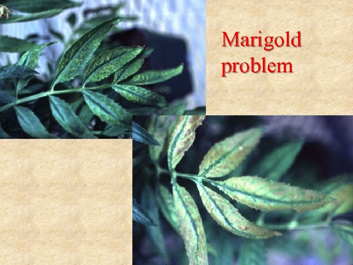 Marigold problem 