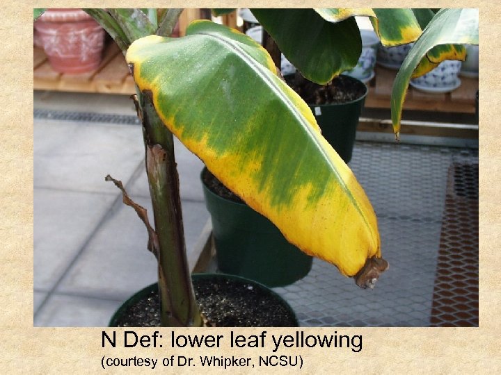 N Def: lower leaf yellowing (courtesy of Dr. Whipker, NCSU) 