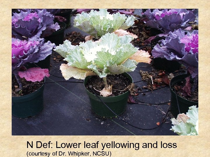 N Def: Lower leaf yellowing and loss (courtesy of Dr. Whipker, NCSU) 