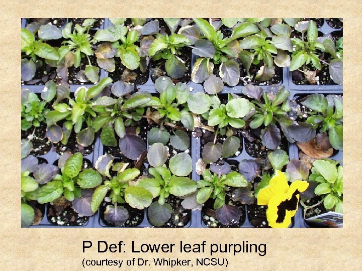 P Def: Lower leaf purpling (courtesy of Dr. Whipker, NCSU) 