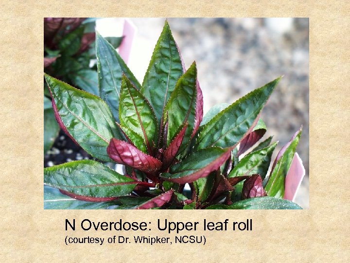 N Overdose: Upper leaf roll (courtesy of Dr. Whipker, NCSU) 