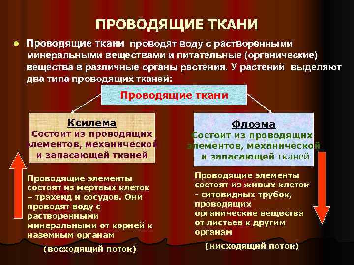 ПРОВОДЯЩИЕ ТКАНИ l Проводящие ткани проводят воду с растворенными минеральными веществами и питательные (органические)