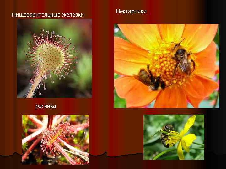 Пищеварительные железки росянка Нектарники 