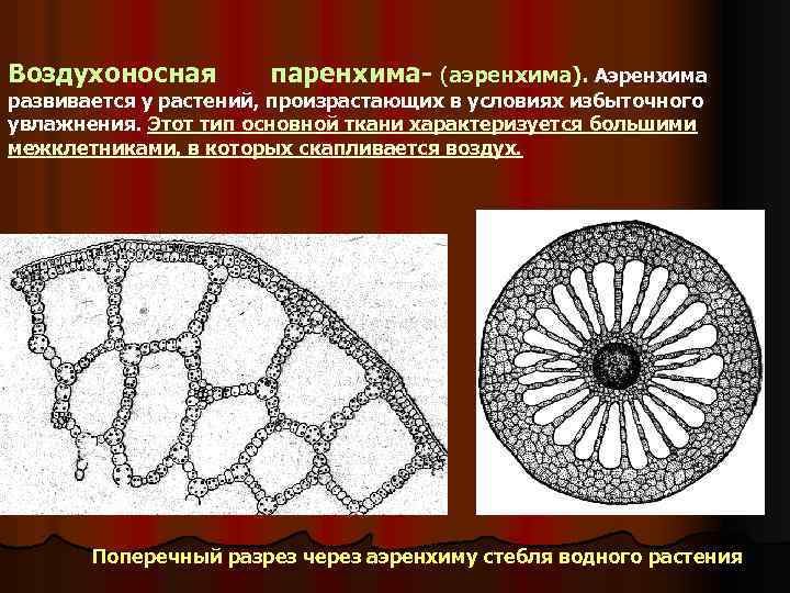 Типы паренхимы. Воздухоносная ткань аэренхима. Аэренхима ткань растений. Воздухоносная ткань растений строение. Основная воздухоносная ткань у растений.